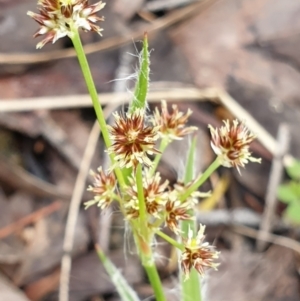 Luzula densiflora at Cook, ACT - 5 Oct 2021 10:19 AM