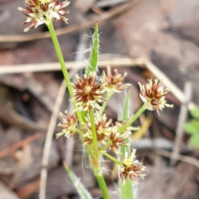 Luzula densiflora (Dense Wood-rush) at Cook, ACT - 5 Oct 2021 by drakes