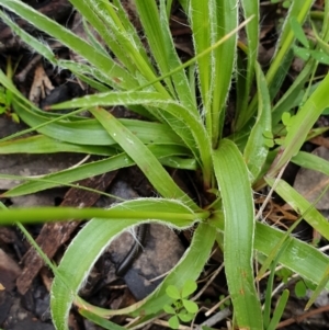 Luzula densiflora at Cook, ACT - 5 Oct 2021