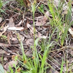 Luzula densiflora at Cook, ACT - 5 Oct 2021