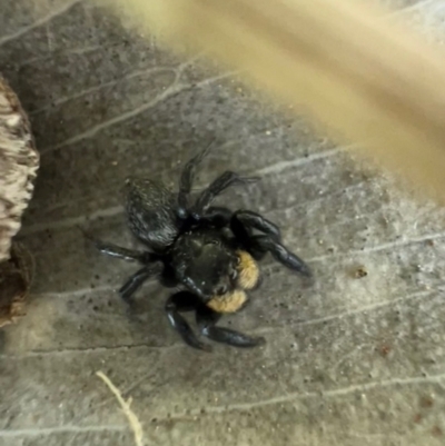 Salticidae sp. 'Golden palps' (Unidentified jumping spider) at Murrumbateman, NSW - 13 Oct 2021 by SimoneC