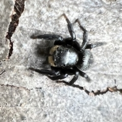 Salticidae sp. 'Golden palps' at Murrumbateman, NSW - 13 Oct 2021