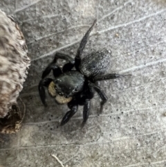 Salticidae sp. 'Golden palps' at Murrumbateman, NSW - 13 Oct 2021