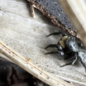 Salticidae sp. 'Golden palps' at Murrumbateman, NSW - 13 Oct 2021