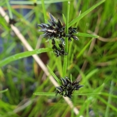 Schoenus apogon (Common Bog Sedge) at Cook, ACT - 5 Oct 2021 by drakes