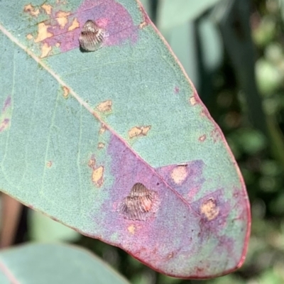 Unidentified Psyllid, lerp, aphid or whitefly (Hemiptera, several families) at Hawker, ACT - 30 Sep 2021 by AOvers