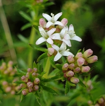 Asperula conferta (Common Woodruff) at Cook, ACT - 5 Oct 2021 by drakes