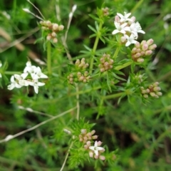 Asperula conferta at Cook, ACT - 5 Oct 2021 09:26 AM