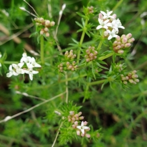 Asperula conferta at Cook, ACT - 5 Oct 2021