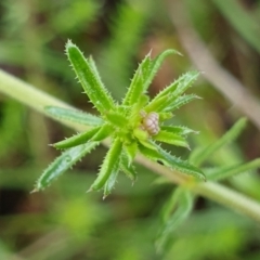 Asperula conferta at Cook, ACT - 5 Oct 2021 09:26 AM