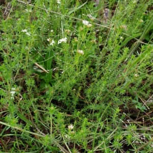 Asperula conferta at Cook, ACT - 5 Oct 2021 09:26 AM