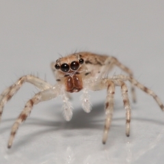 Helpis minitabunda (Threatening jumping spider) at Evatt, ACT - 8 Oct 2021 by TimL