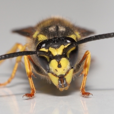 Vespula germanica (European wasp) at Evatt, ACT - 9 Oct 2021 by TimL