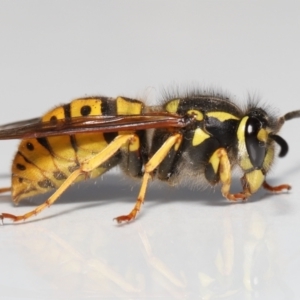 Vespula germanica at Evatt, ACT - 9 Oct 2021 03:28 PM