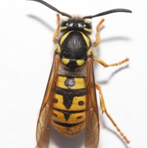 Vespula germanica at Evatt, ACT - 9 Oct 2021 03:28 PM