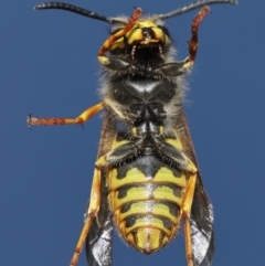 Vespula germanica at Evatt, ACT - 9 Oct 2021 03:28 PM