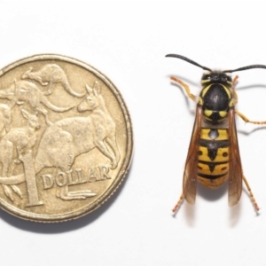 Vespula germanica at Evatt, ACT - 9 Oct 2021 03:28 PM