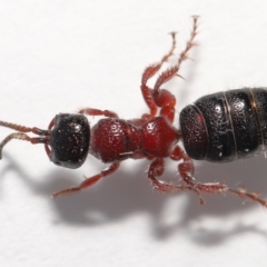 Tiphiidae (family) (Unidentified Smooth flower wasp) at Evatt, ACT - 11 Oct 2021 by TimL