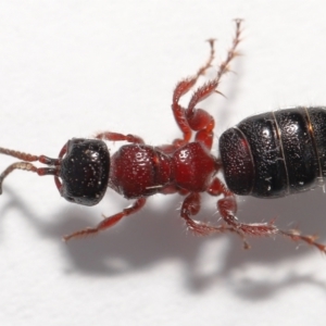 Tiphiidae (family) at Evatt, ACT - 11 Oct 2021