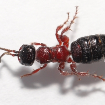 Tiphiidae (family) (Unidentified Smooth flower wasp) at Evatt, ACT - 11 Oct 2021 by TimL