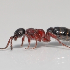 Tiphiidae (family) at Evatt, ACT - 11 Oct 2021