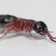 Tiphiidae (family) at Evatt, ACT - 11 Oct 2021 03:32 PM