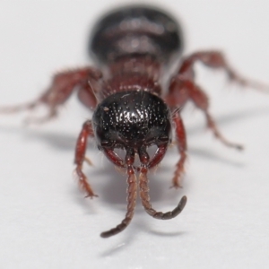 Tiphiidae (family) at Evatt, ACT - 11 Oct 2021 03:32 PM