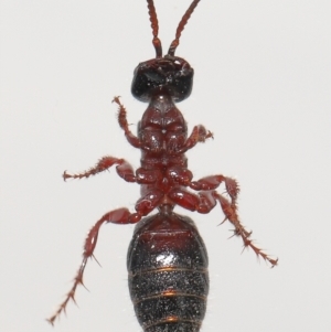 Tiphiidae (family) at Evatt, ACT - 11 Oct 2021 03:32 PM