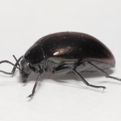 Unidentified Darkling beetle (Tenebrionidae) (TBC) at Evatt, ACT - 9 Oct 2021 by TimL