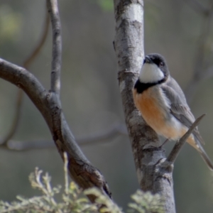 Pachycephala rufiventris at Paddys River, ACT - 11 Oct 2021