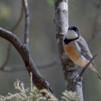 Pachycephala rufiventris (Rufous Whistler) at Paddys River, ACT - 11 Oct 2021 by Chris Appleton