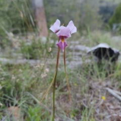 Diuris punctata var. punctata (Purple Donkey Orchid) at Coree, ACT - 12 Oct 2021 by Jholeana