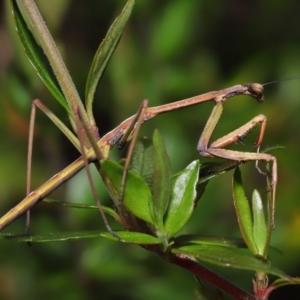 Tenodera australasiae at Evatt, ACT - 1 Oct 2021 02:48 PM