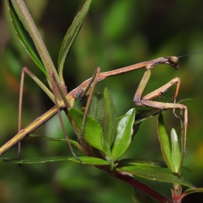 Tenodera australasiae (Purple-winged mantid) at Evatt, ACT - 1 Oct 2021 by TimL