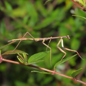 Tenodera australasiae at Evatt, ACT - 1 Oct 2021 02:48 PM