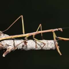 Tenodera australasiae at Evatt, ACT - 1 Oct 2021 02:48 PM