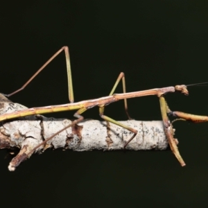 Tenodera australasiae at Evatt, ACT - 1 Oct 2021 02:48 PM