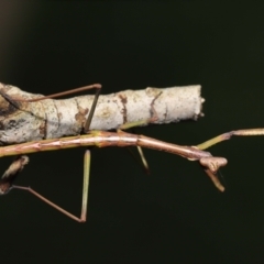 Tenodera australasiae at Evatt, ACT - 1 Oct 2021 02:48 PM