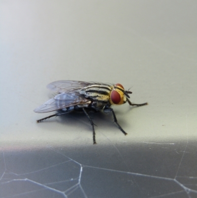 Exorista sp. (genus) (A Bristle Fly) at McKellar, ACT - 14 Feb 2021 by Amata