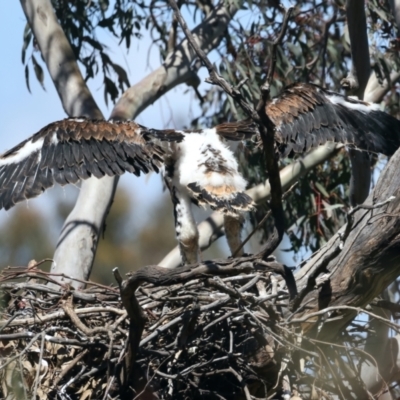 Aquila audax (Wedge-tailed Eagle) at Mount Ainslie - 6 Oct 2021 by jb2602