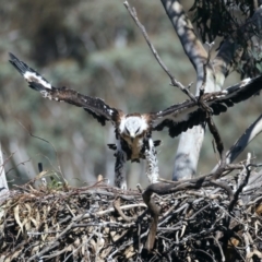 Aquila audax at Ainslie, ACT - 6 Oct 2021