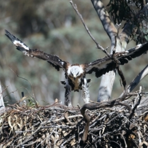 Aquila audax at Ainslie, ACT - suppressed