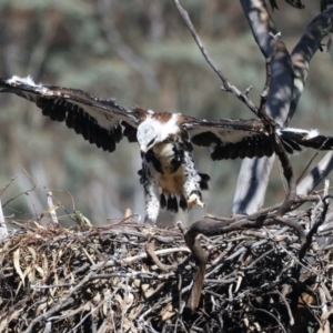 Aquila audax at Ainslie, ACT - suppressed