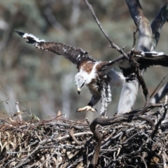 Aquila audax at Ainslie, ACT - 6 Oct 2021