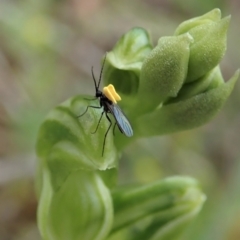 Sciaridae sp. (family) (Black fungus gnat) at Molonglo Valley, ACT - 12 Oct 2021 by CathB