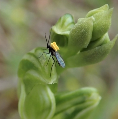 Sciaridae sp. (family) (Black fungus gnat) at Molonglo Valley, ACT - 12 Oct 2021 by CathB