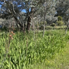 Watsonia meriana var. bulbillifera (Bulbil Watsonia) at Leneva, VIC - 13 Oct 2021 by Alburyconservationcompany