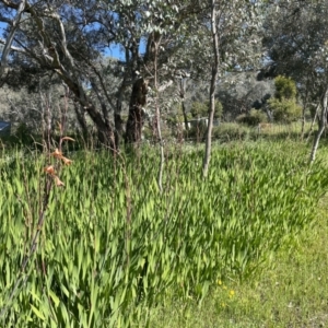 Watsonia meriana var. bulbillifera at Leneva, VIC - 14 Oct 2021 09:57 AM