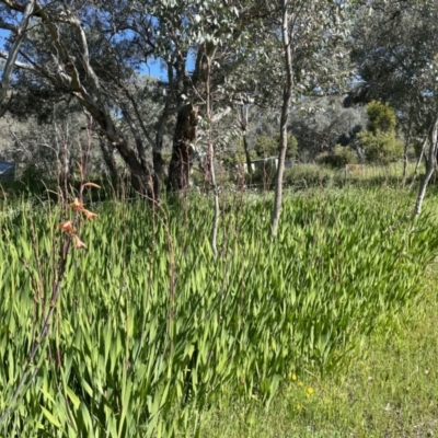Watsonia meriana var. bulbillifera (Bulbil Watsonia) at Leneva, VIC - 13 Oct 2021 by Alburyconservationcompany