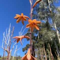 Watsonia meriana var. bulbillifera at Leneva, VIC - 14 Oct 2021 09:57 AM